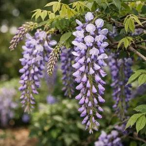 Wisteria Seeds – Climbing Vine Flower Seeds for Garden Decoration, Easy Grow