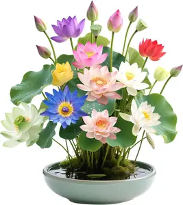 20 PCS Lotus Seeds – Suitable for Bowls, Ponds, and Indoor Water Gardens, Easy to Grow Aquatic Plants