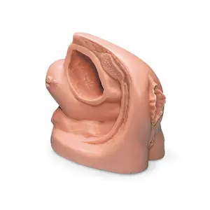 Simulaids Female Catheter Model