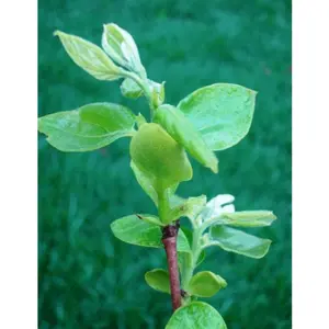 FUYU Persimmon tree seedling
