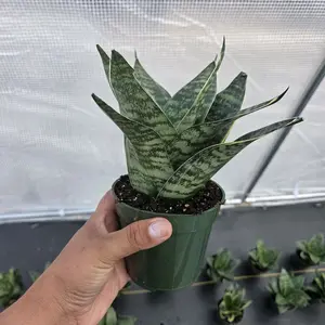 Sanseviera - Potted Plant with Green Leaves and Dark Soil, Ideal for Indoor Decor and Plant Lovers