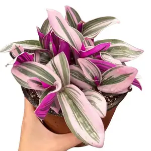 Live Pink Wandering Jew Plant - Tradescantia Nanouk - Tradescantia Albiflora Nanouk - Rare Houseplant - Variegated Wandering Jew - 4 Inch Pot