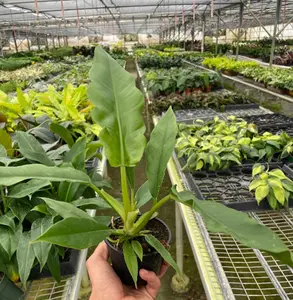 4" Philodendron Jungle Boogie Plant