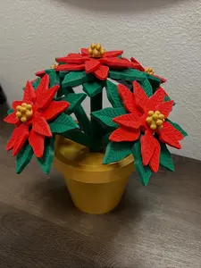 Poinsettia