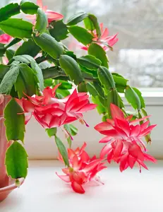 Blooming Cactus