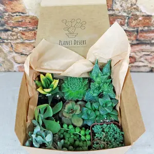 Succulent Sampler Gift Box