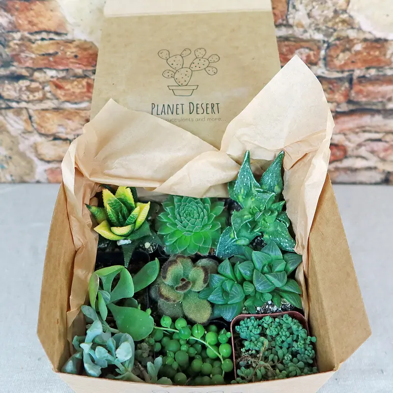 large cactus plant pot Cereus Cactus Plant-UV Treated