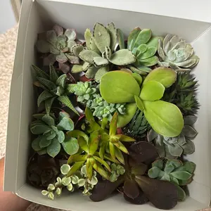 16 2” hand picked succulents