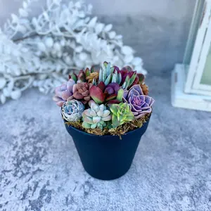 Rainbow Road Potted Succulent Garden - Ships Free!