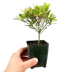 Ficus neriifolia 'Willow Leaf Fig'
