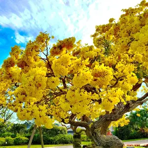 LIVE PLANT 3ft Tabebuia caraiba aurea Yellow Trumpet Tree Handroanthus argentea