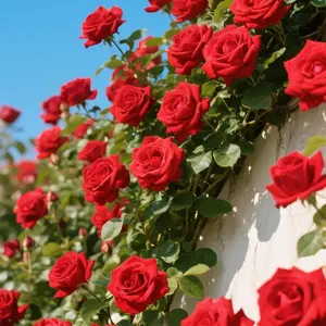 300PCS Climbing Rose Seeds – Grow Colorful Vines for Walls, Trellises, and Romantic Garden Entrances