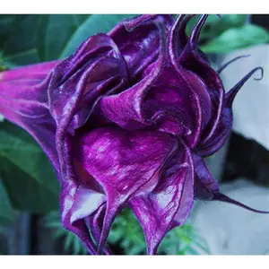 Green River 10 Double Queen Rose Angel Trumpet Seeds - Premium Trumpet Flower Seed Pack, Perennial Flower With Exotic Double Blooms, Fragrant Tropical Garden Favorite For Containers, Borders, And Pollinator-Friendly Outdoor Spaces