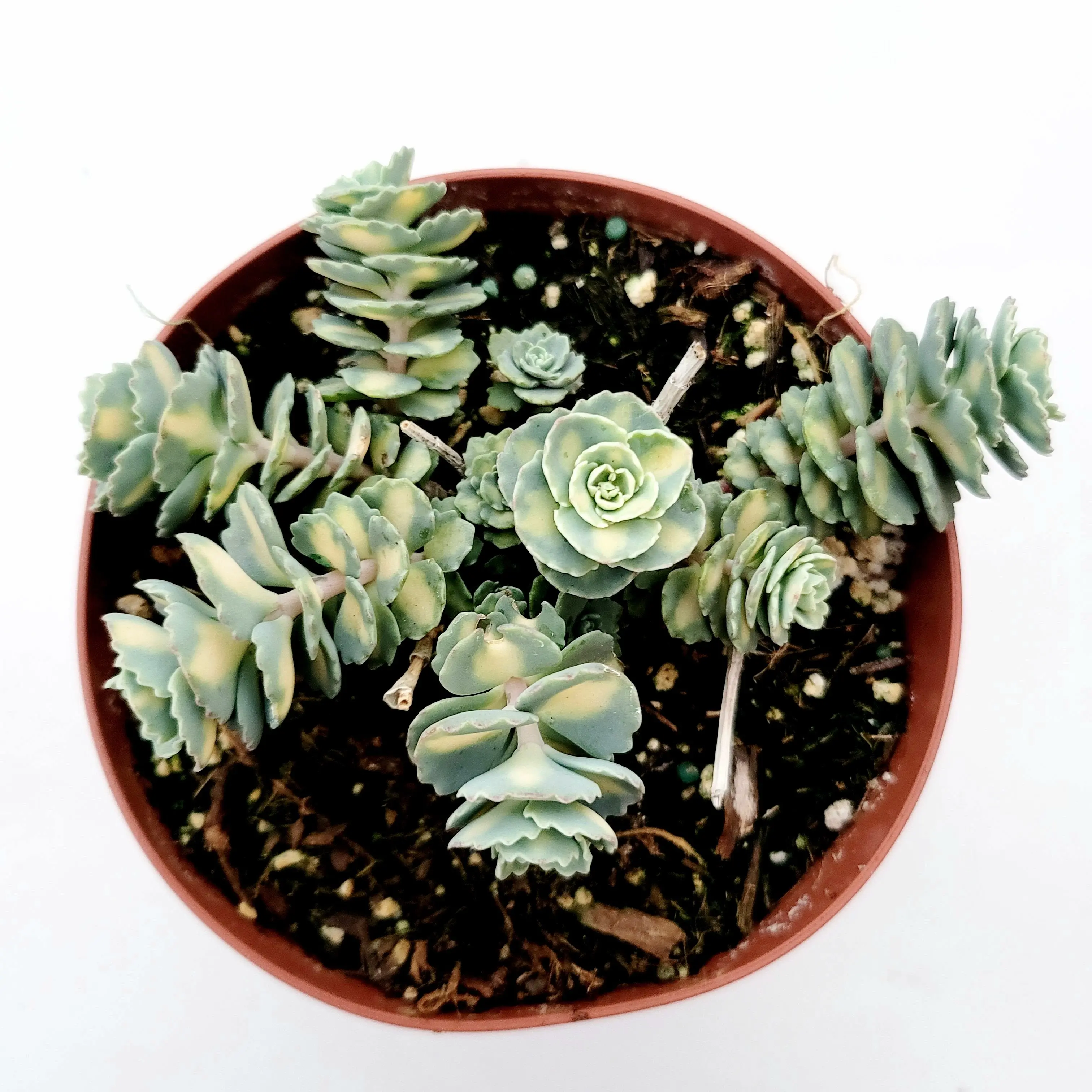 Sedum sieboldii Variegata