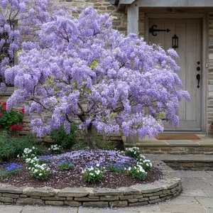 10 Purple Wisteria Seeds – Wisteria sinensis – Flowering Vine Tree – Long Cascading Lavender Blooms