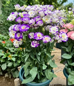 Lisianthus Seeds  – Thornless Rose-Like Flowers, Easy to Grow, Perennial, Non-GMO, Indoor Pots & Garden, Long Blooming, Cold & Drought Tolerant, Beginner-Friendly