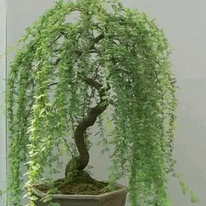 Money Tree Bonsai Fresh Cutting - Thick Trunks Fast Growing Light Bonsai Indoor, DIY Ideal for Home Decor and Care