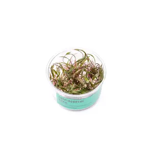 Cryptocoryne Nurii UNS Tissue Culture