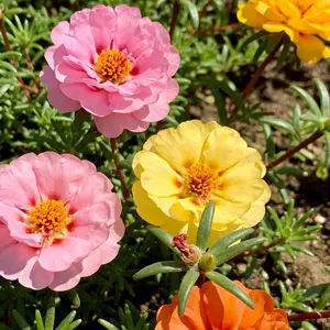 200 Moss Rose Seeds for Planting – Colorful Portulaca Flower Seeds, Seeds Only (Not Live Plants)