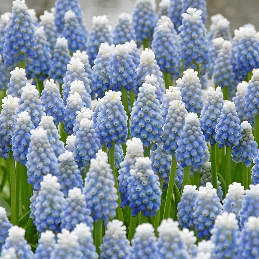 Grape Hyacinth Flower Bulbs - Ornamental Bulbs for Hydroponic or Soil Cultivation, Versatile All-Season Planting (Garden Supplies)