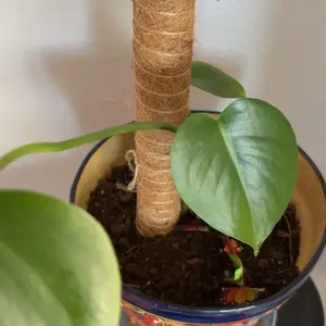 2 Pcs 15.7" Moss Totem Poles for Monstera, Coco Coir Plant Support Stakes with Jute String for Climbing Indoor Potted Plants