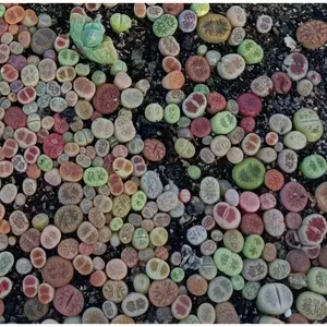 Live plant -Tiny Baby Lithops Assorted Collection