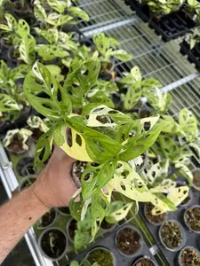 Monstera adansonii Albo Variegata (Variegated "Swiss Cheese" Plant)