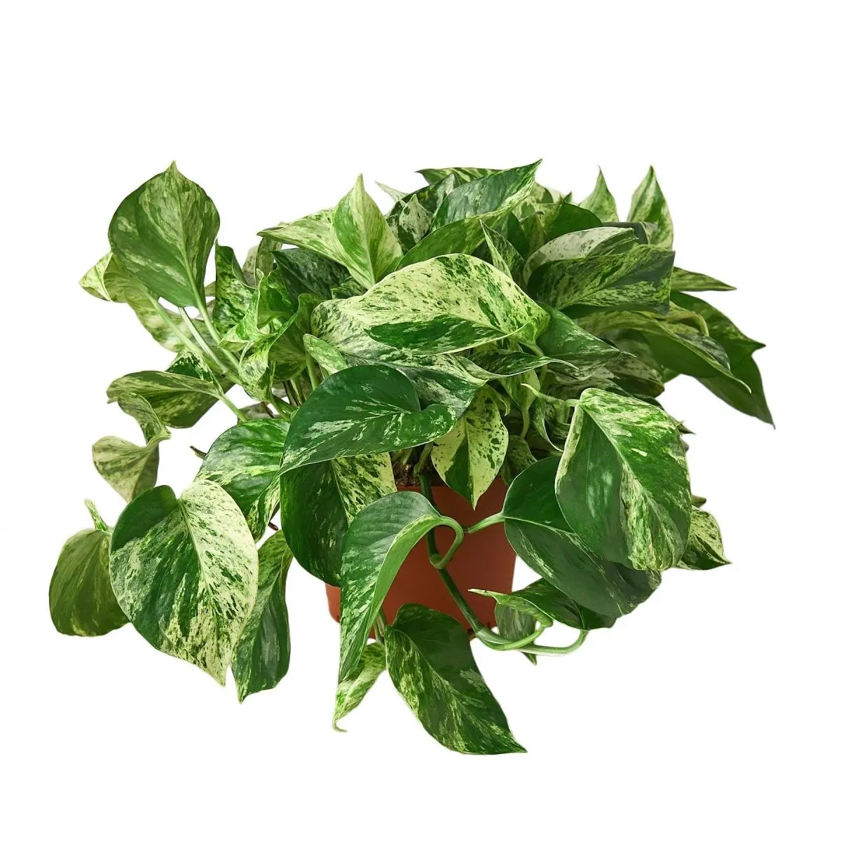 212 MAIN 6-Piece 6 in. Marble Queen Pothos Tropical House Plant Set, Live Houseplants with Pots, Indoor/Outdoor Use, Dropship Eligible