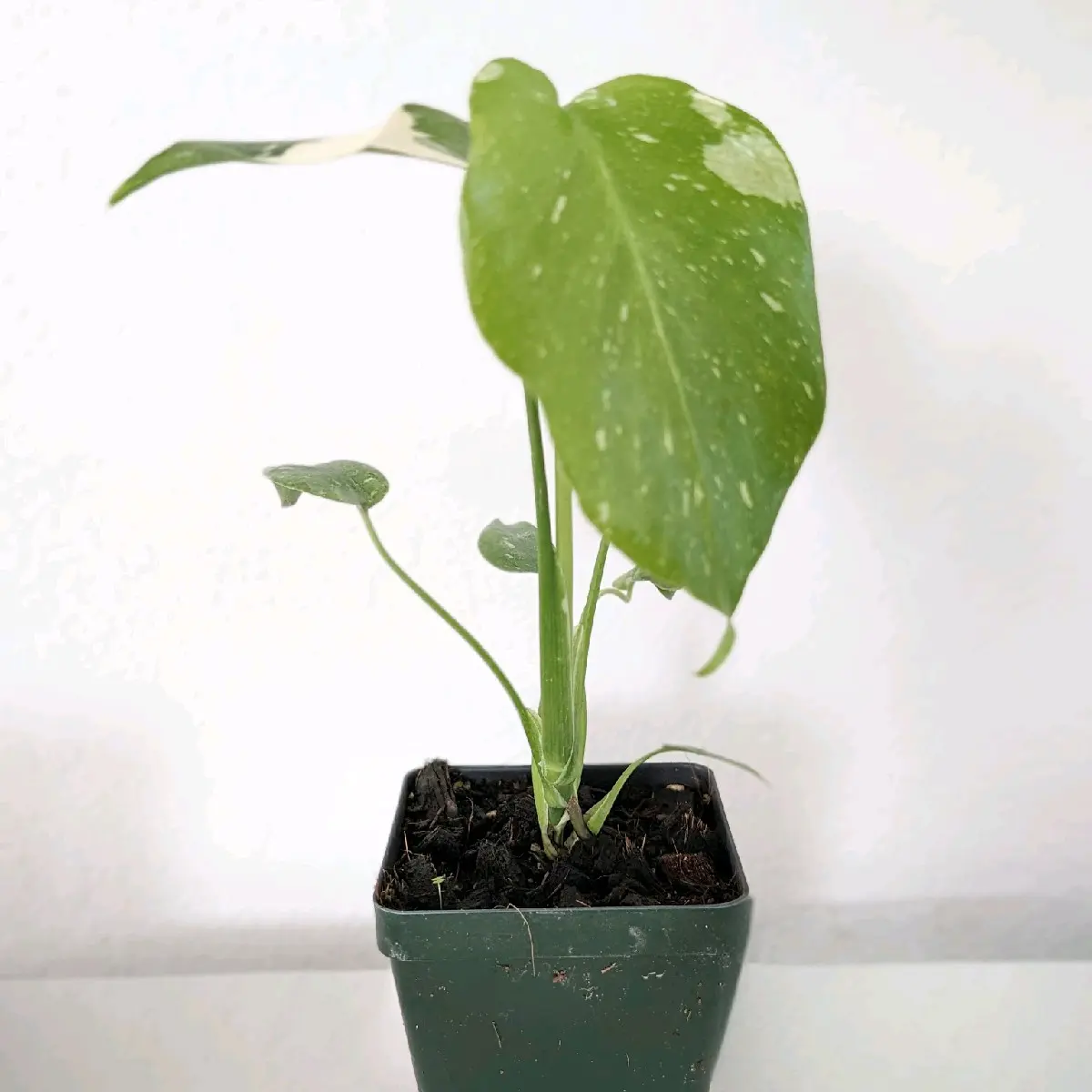 Monstera Thai Constellation 4 inch pot