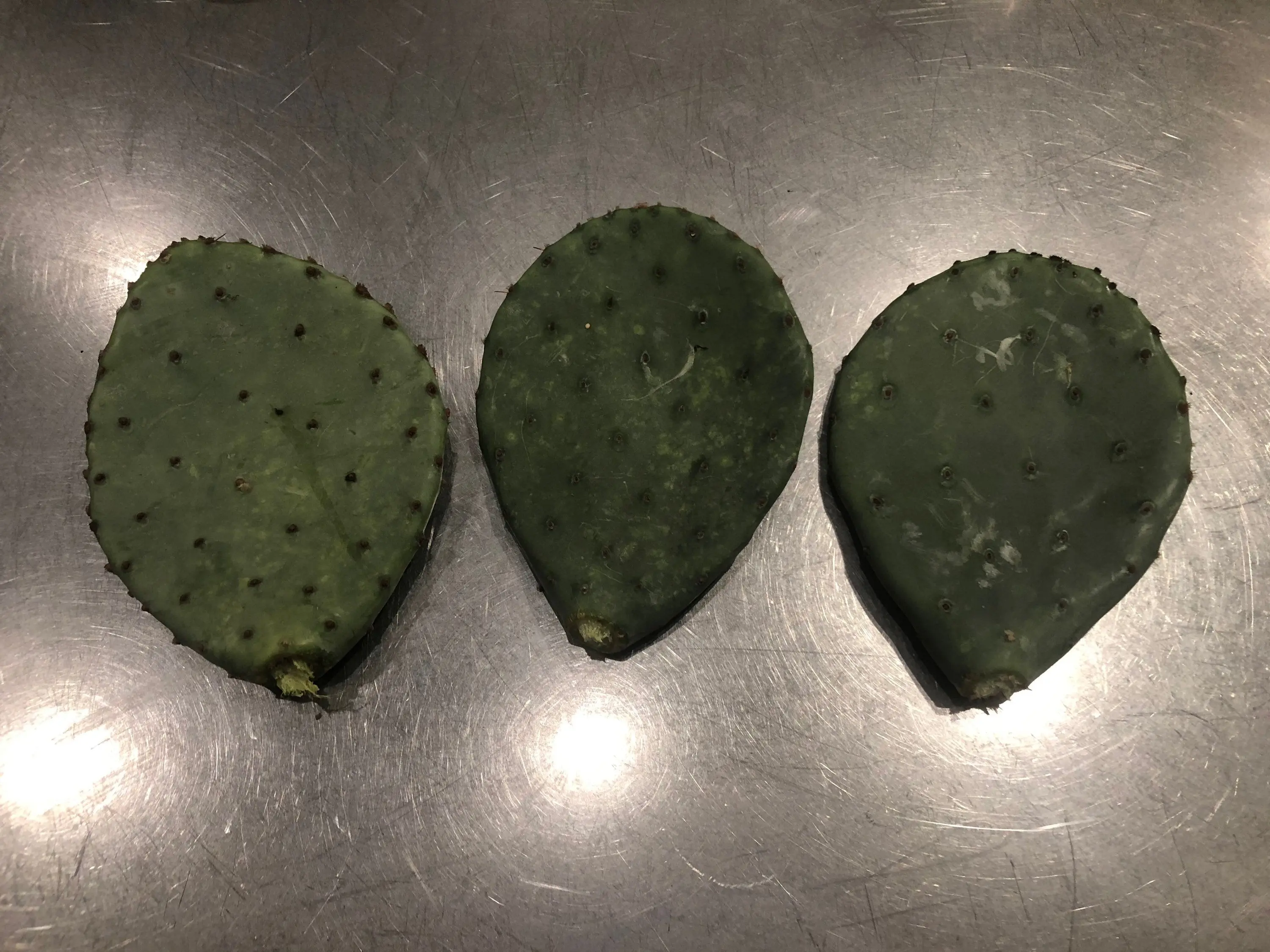 3 Wild Texas Prickly Pear Cactus Pads (Nopales)