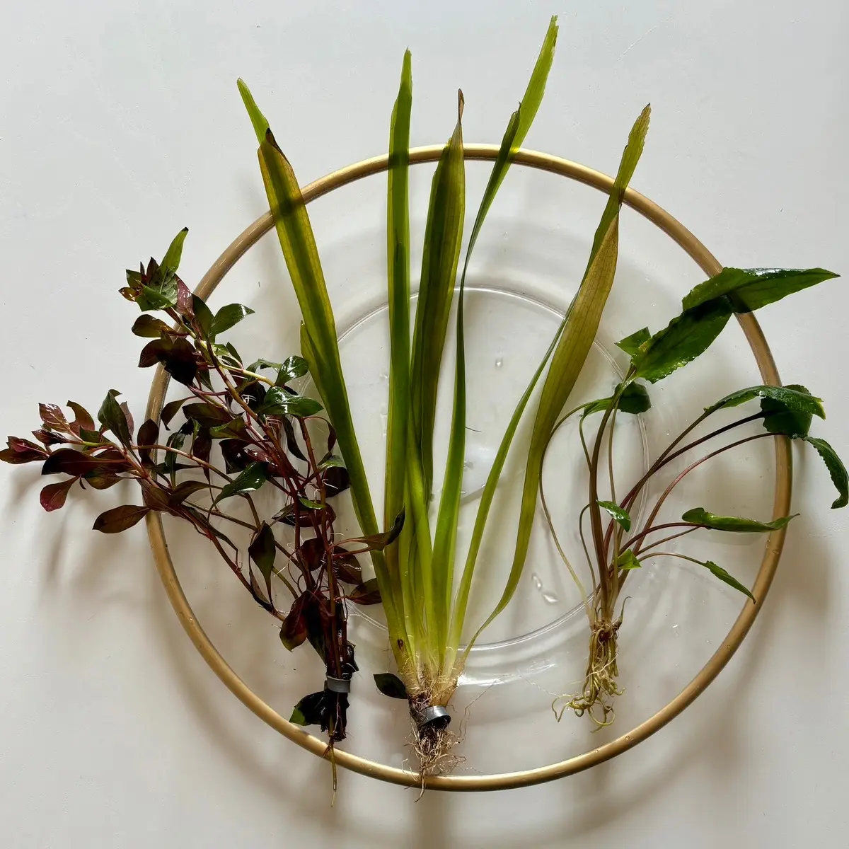 Customized Aquarium Plant Sample Pack -Receive 3  Aquatic Plants best suited for your tank!