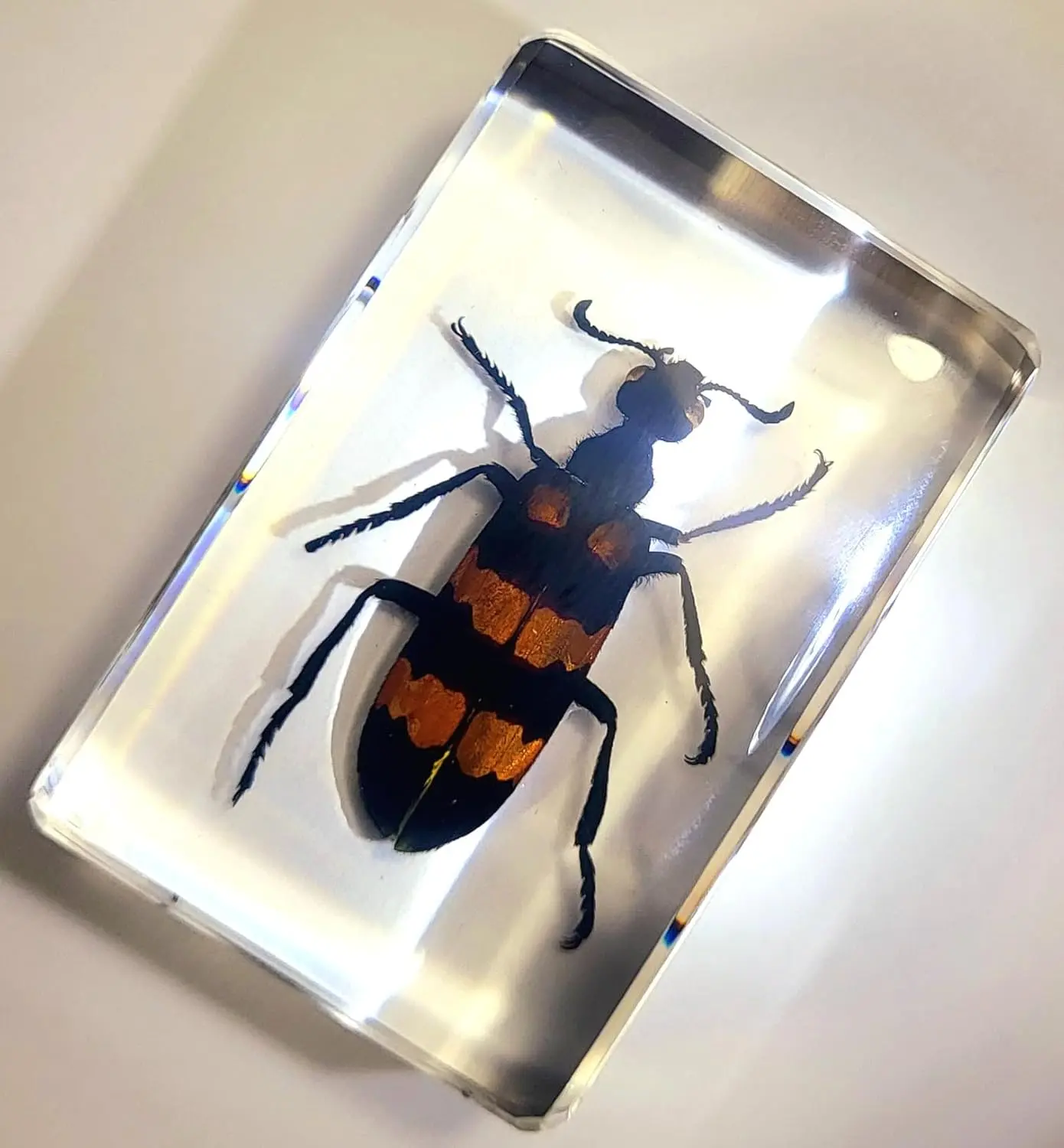 44mm Real Blister Beetle in Crystal Clear Lucite Resin Specimen Preserved Insect Bugs Taxidermy Crafts Collection Decor