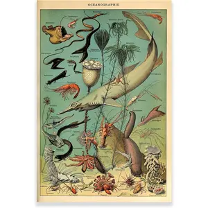 Vintage Poster -Vintage Fish Poster Biology Poster Fish Species Chart Fish Illustrations Nature Decor Room Colorful Gifts Ornaments Decoration