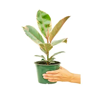 Ficus 'Tineke', Medium