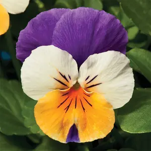 Penny™ Peach Jump Up Viola