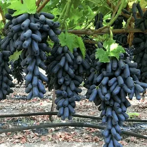 50+ Organic Black Finger Grape Seeds - Heirloom Variety for Garden Planting - Non-gmo, Self-pollinating Outdoor Bulbs for a Lush and Vibrant Vineyard
