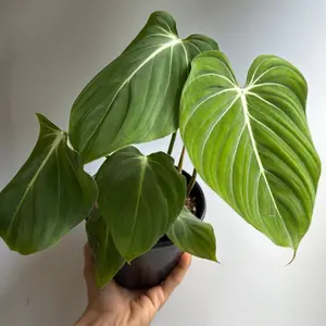 Philodendron Gloriosum 6" pot Live Tropical House Plant Unique Leaves Easy Care Low Maintenance Indoor Home Decoration Bi-Weekly Watering Indirect Light Friendly