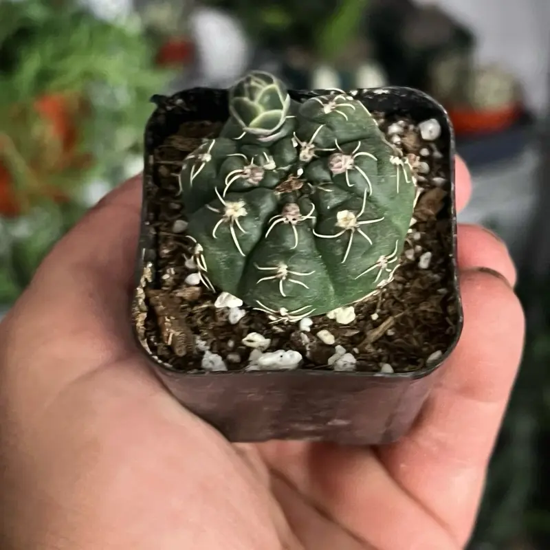 Gymnocalycium Baldianum Dwarf Cactus | Cactus Plant | 2”