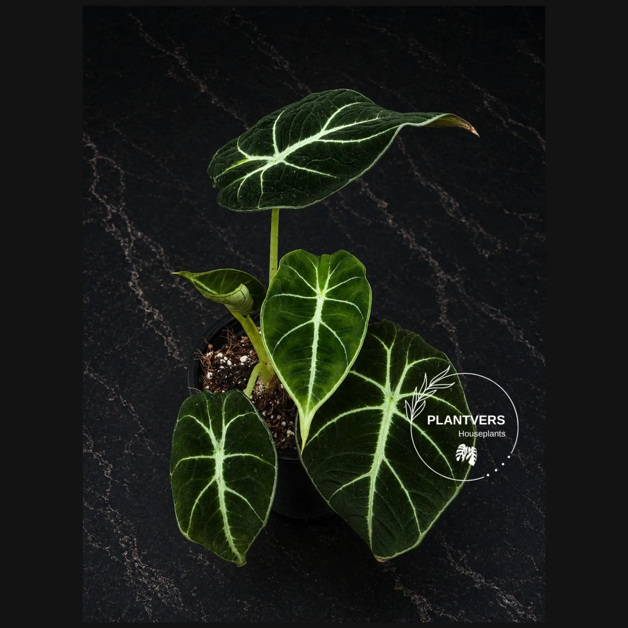 Alocasia Black Velvet 4" - Rare Alocasia - Velvet Leaf Plant - Live Houseplant - Indoor Plant
