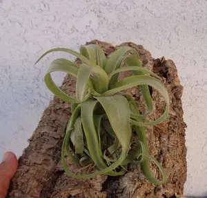 Tillandsia Streptophylla Guatemala Air Plants