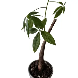 Money Tree
