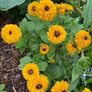 150 Count Calendula Seeds Pack – Colorful Cottage Garden Flowers, Fast Growing Easy Planting Seeds Only, Not Live Plants