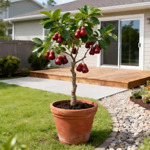 Heirloom Non-GMO Wax Apple Sapling Authentic Grafted Variety for Heavy Fruit Yield in Pots or Backyards Blooms Spring Summer