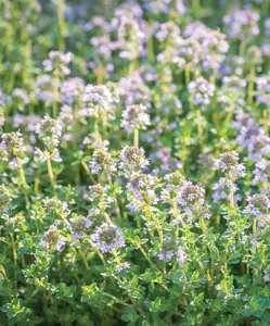 2000+ Common Thyme Herb Seeds for Planting, Perennial Herbs Seeds for Home Garden