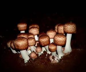 Squatch Shrooms | ABM Mushroom Spore Syringe