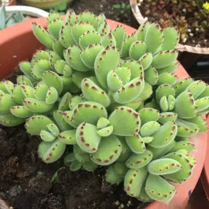 2"Live Succulent (Cotyledon tomentosa  Frank Reinelt)