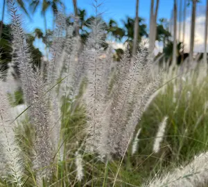 White Pennisetum Fountain Grass Plant Live for Planting, Dwarf Grass Perennial Plant for Outdoor 4 to 6 Inch Tall