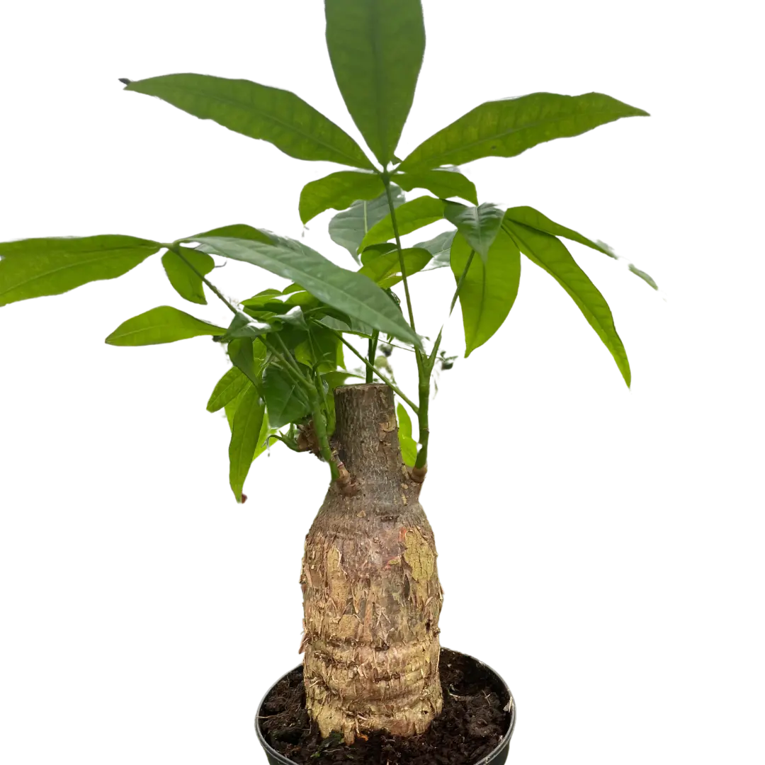 Money Tree 'Guiana Chestnut' Pachira Stump