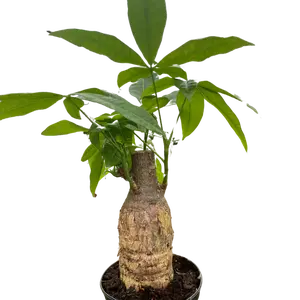 Money Tree 'Guiana Chestnut' Pachira Stump