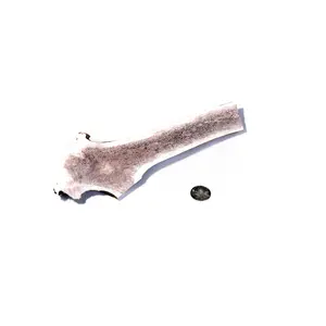 Extra Large Split Elk Antler For Dogs To Chew - Superior Dog Bone